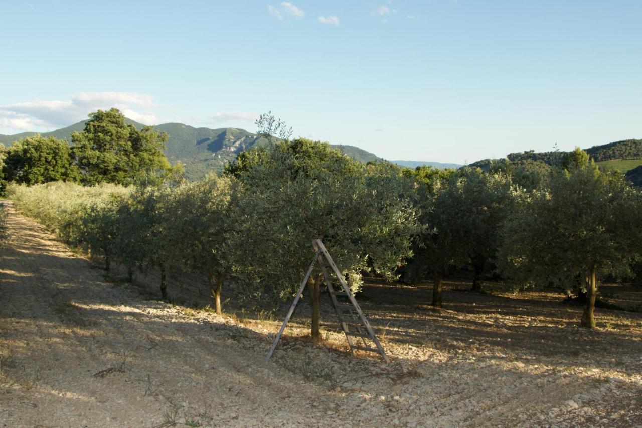 Mas provençal La Serallère au coeur des oliviers Venterol  Esterno foto